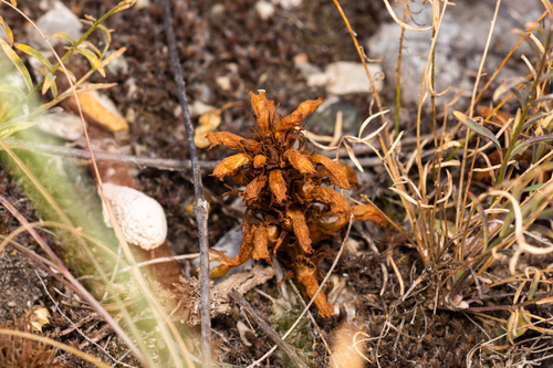 Orobanche ludoviciana — photo