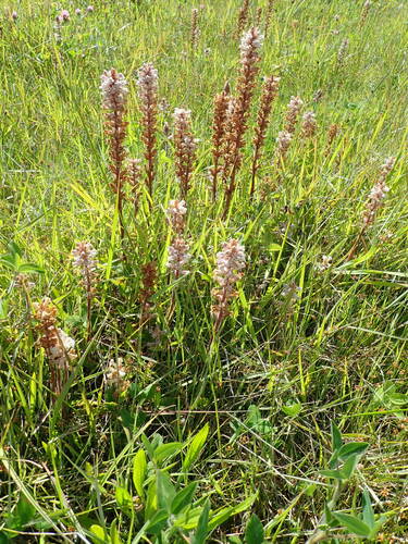 Orobanche minor (Lesser broomrape) — photo