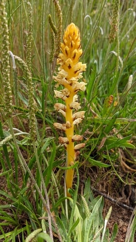 Orobanche minor (Lesser broomrape) — photo