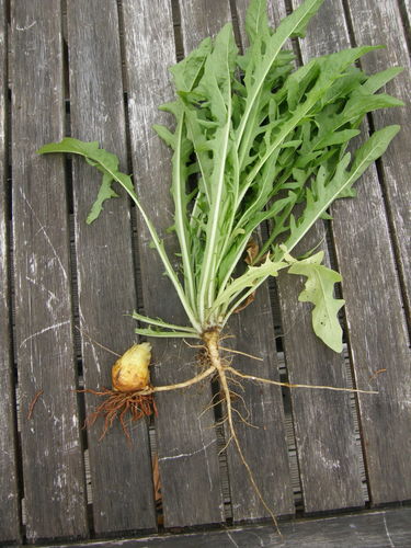 Orobanche minor