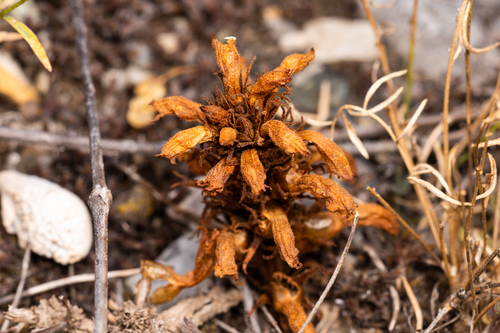 Orobanche multiflora (Manyflowered broom rape) — photo