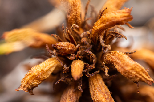 Orobanche multiflora
