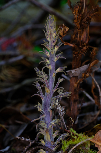 Orobanche pinorum (Conifer Broomrape) — photo
