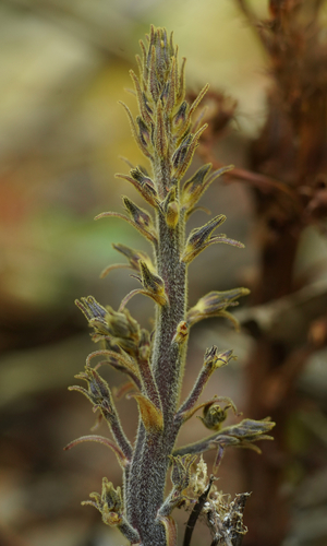 Orobanche pinorum (Conifer Broomrape) — photo