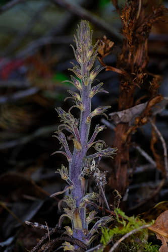 Orobanche pinorum