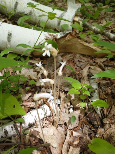 Orobanche uniflora (One flowered Cancer root) — photo
