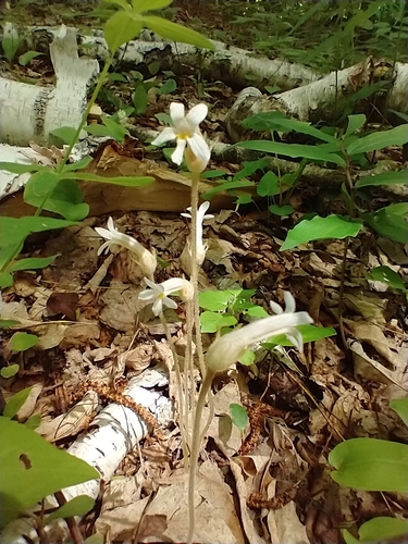 Orobanche uniflora (One flowered Cancer root) — photo