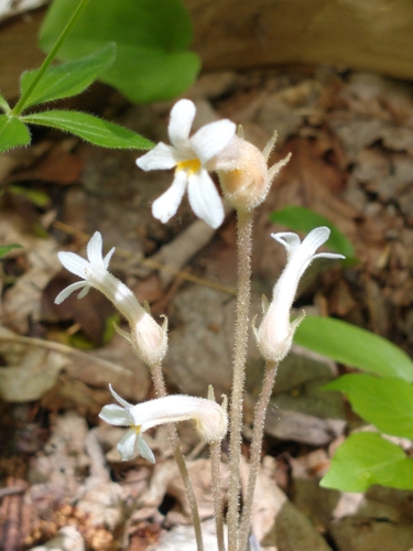 Orobanche uniflora