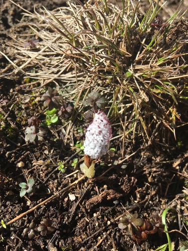 Orogenia linearifolia (Indian potato) — photo