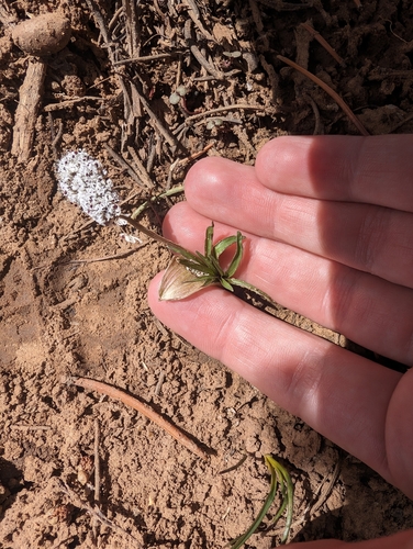 Orogenia linearifolia (Indian potato) — photo