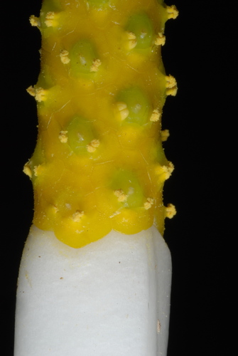 Orontium aquaticum (Golden club) — photo