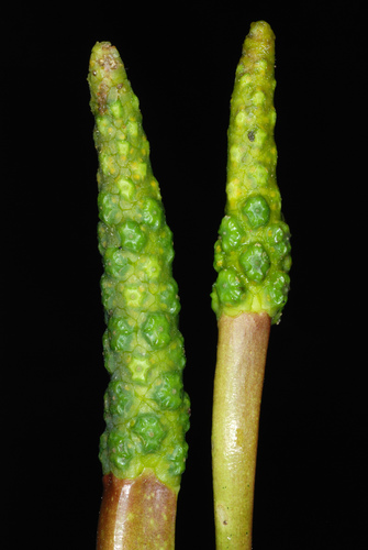 Orontium aquaticum (Golden club) — photo