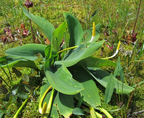Orontium aquaticum