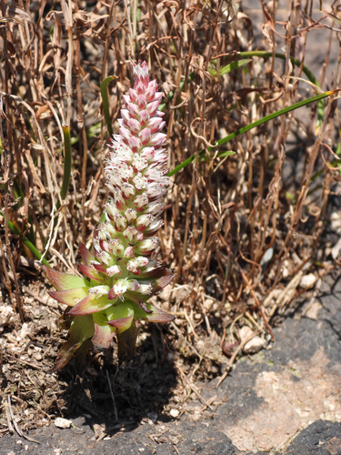 Orostachys fimbriata (Airag ebesu) — photo