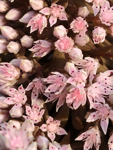 Orostachys fimbriata