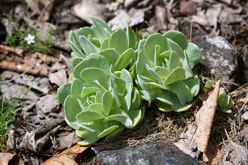 Orostachys malacophylla — photo