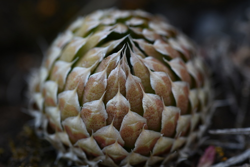 Orostachys spinosa — photo