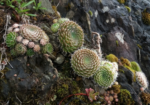 Orostachys spinosa — photo