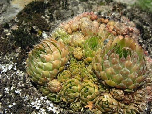 Orostachys spinosa
