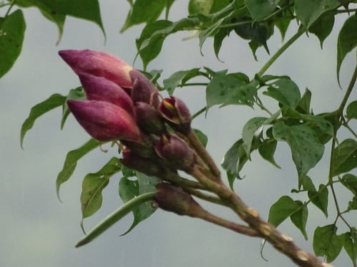 Oroxylum indicum (Indian trumpet flower) — photo