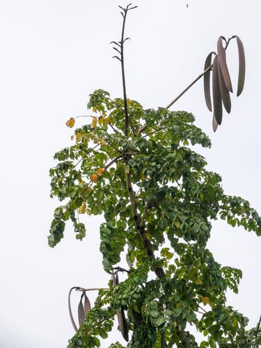 Oroxylum indicum