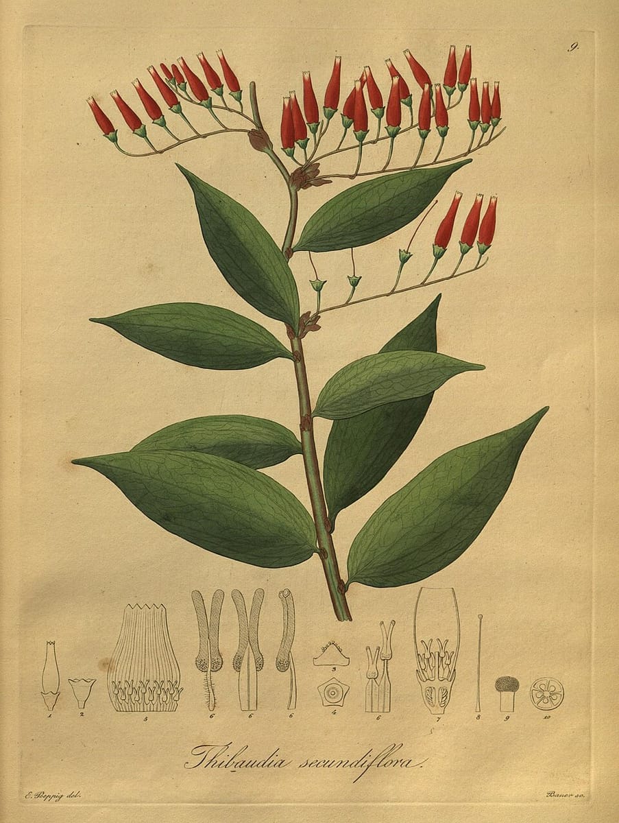Orthaea secundiflora — photo
