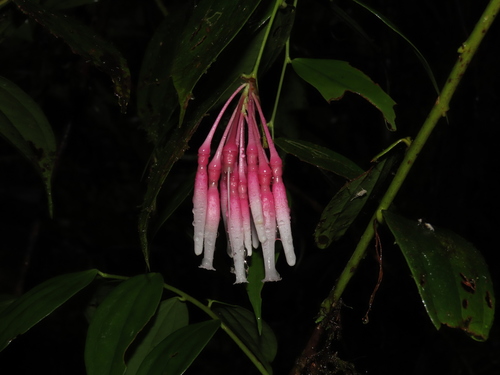 Orthaea secundiflora