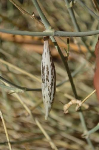 Orthanthera albida — photo