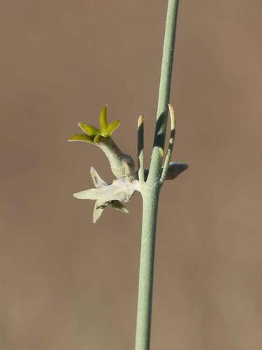 Orthanthera albida