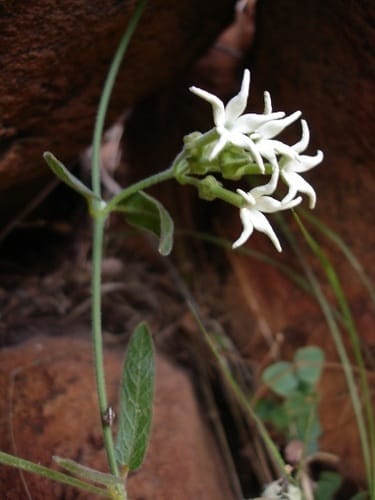 Orthanthera jasminiflora (Jasmine creeper) — photo