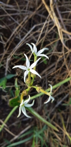 Orthanthera jasminiflora