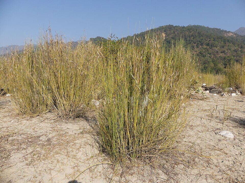 Orthanthera viminea