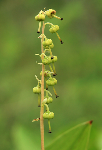 Orthilia secunda (Sidebells wintergreen) — photo