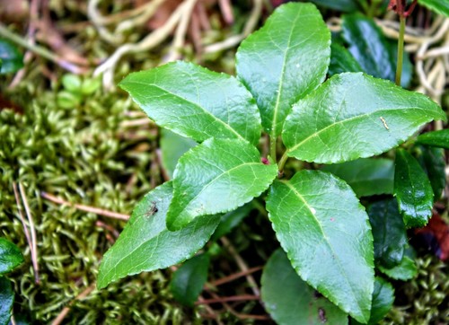 Orthilia secunda (Sidebells wintergreen) — photo