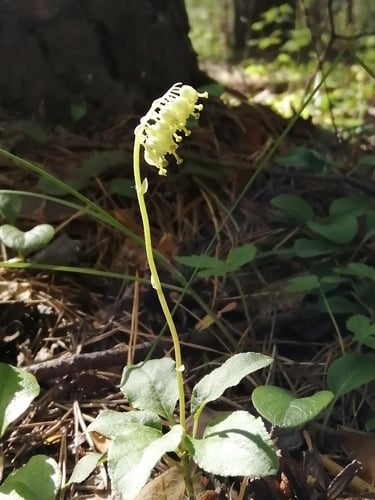 Orthilia secunda