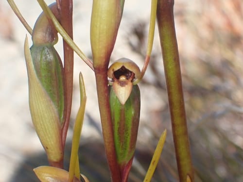Orthoceras novae-zeelandiae (Horned orchid) — photo