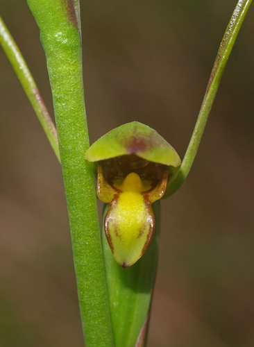 Orthoceras novae-zeelandiae