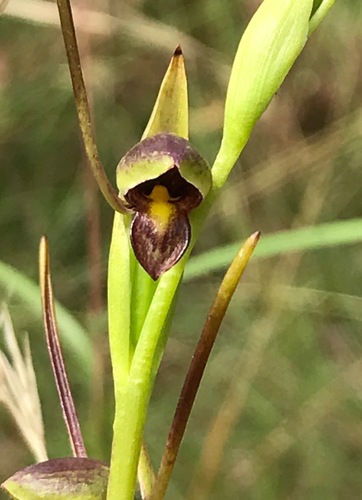 Orthoceras strictum (Horned orchid) — photo
