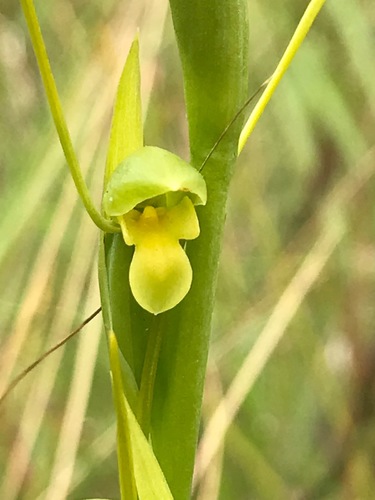 Orthoceras strictum (Horned orchid) — photo