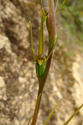 Orthoceras strictum