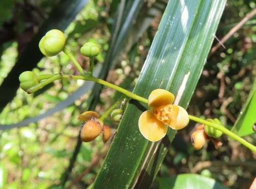 Orthomene schomburgkii (Akawesi) — photo