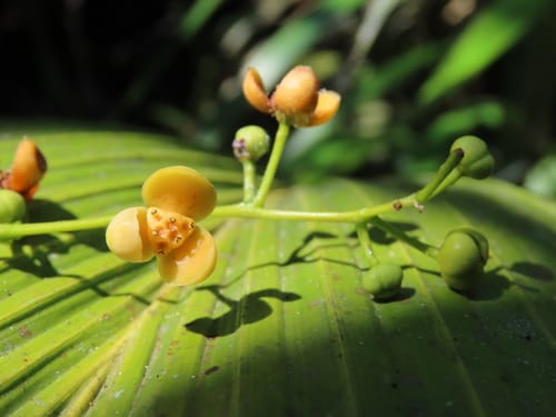 Orthomene schomburgkii (Akawesi) — photo