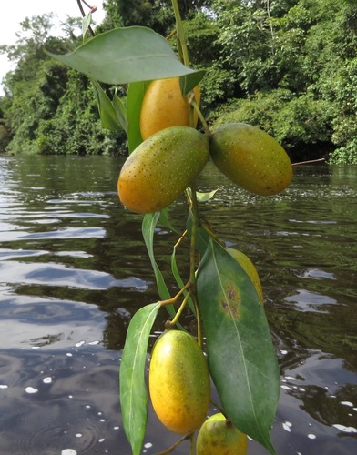 Orthomene schomburgkii