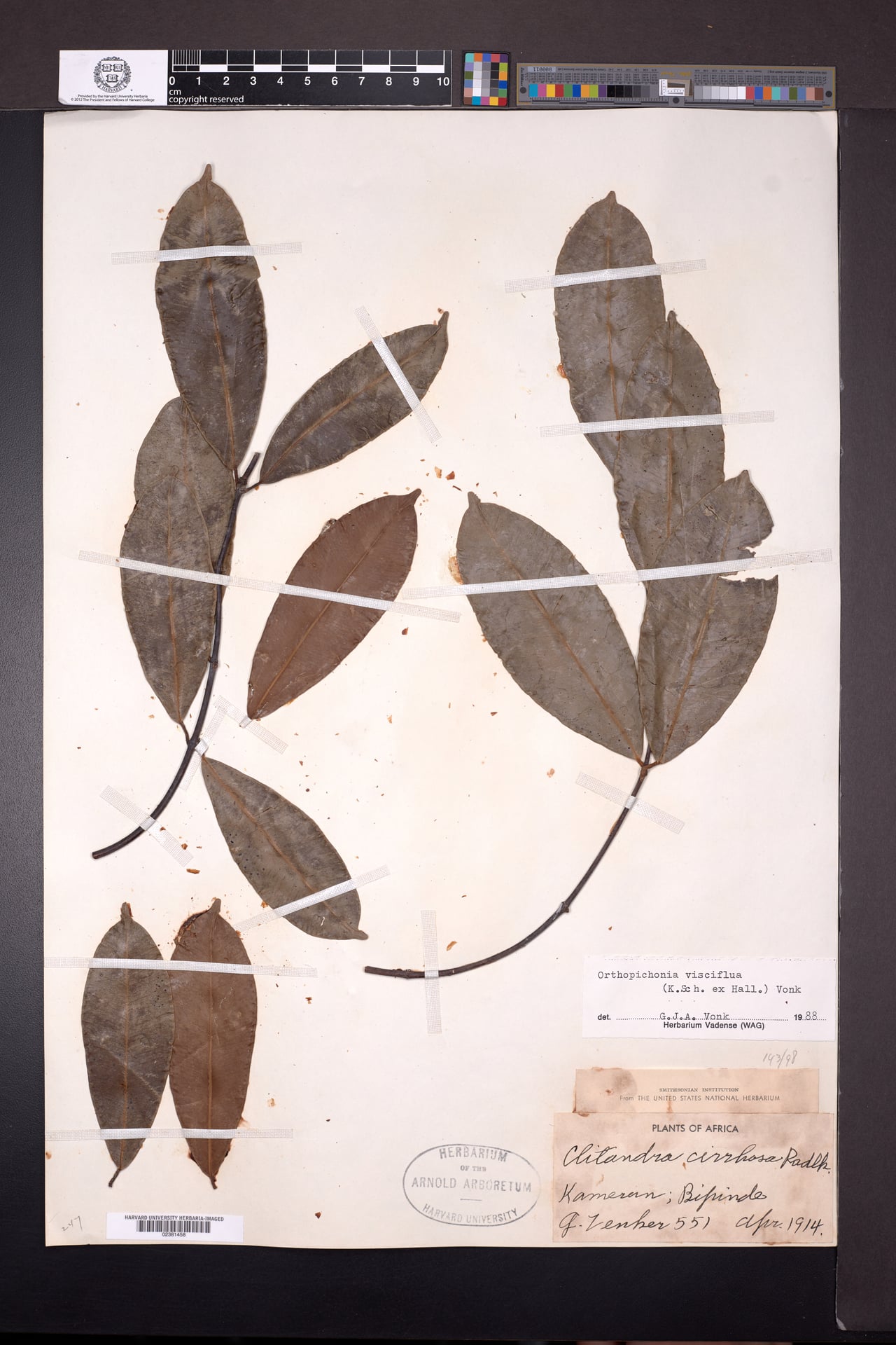Orthopichonia visciflua — photo