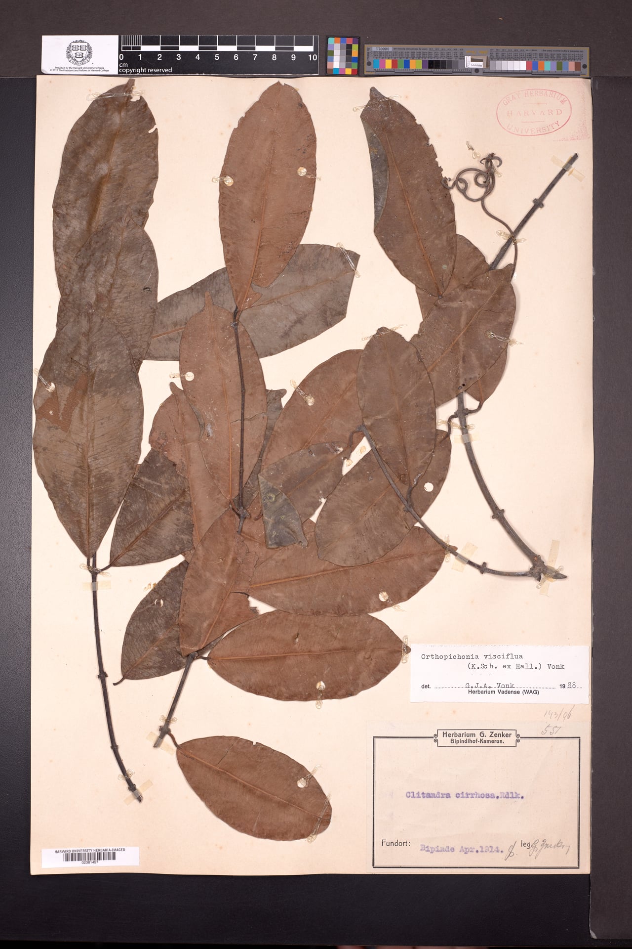 Orthopichonia visciflua — photo