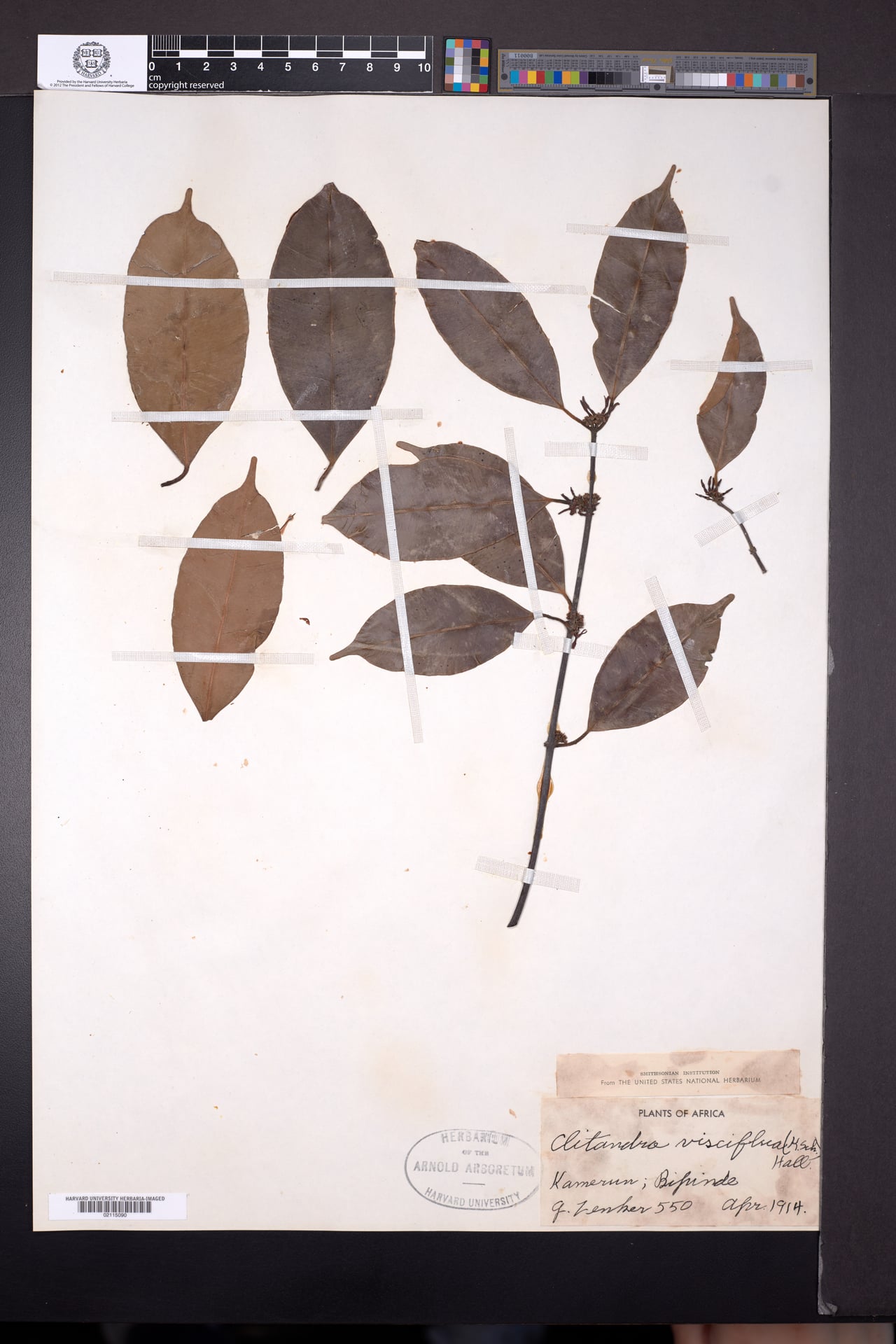 Orthopichonia visciflua