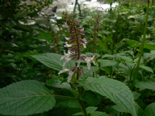 Orthosiphon rubicundus — photo