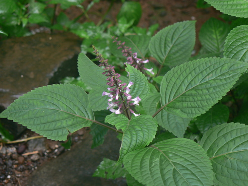 Orthosiphon rubicundus — photo