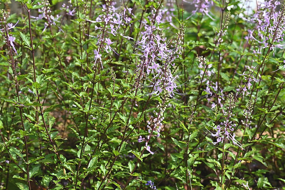 Orthosiphon sp. (Yaa nuat maeo) — photo