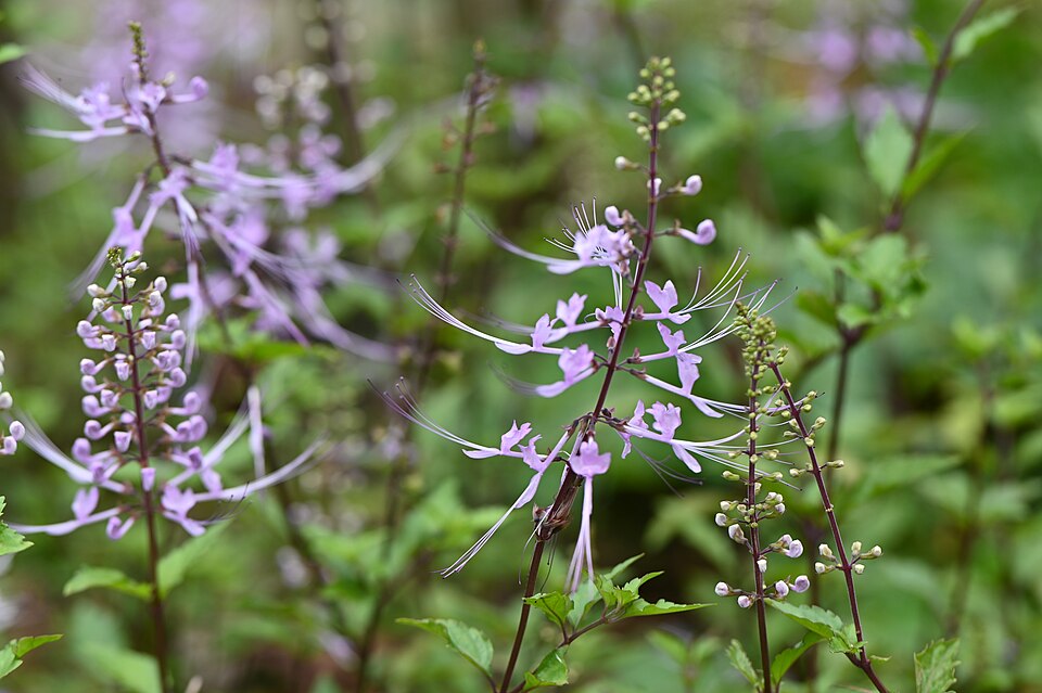 Orthosiphon sp.